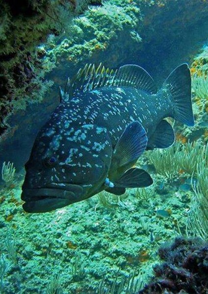 Plongées Tabarka 2026